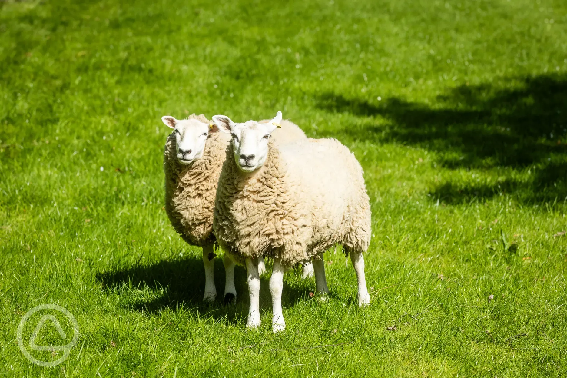 Sheep onsite Sheep onsite