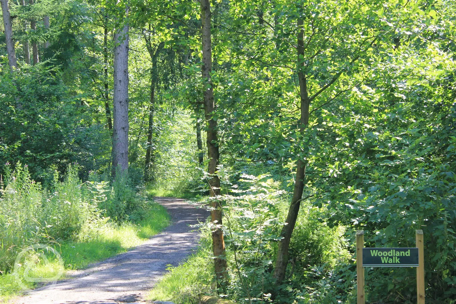 Woodland walks around the park