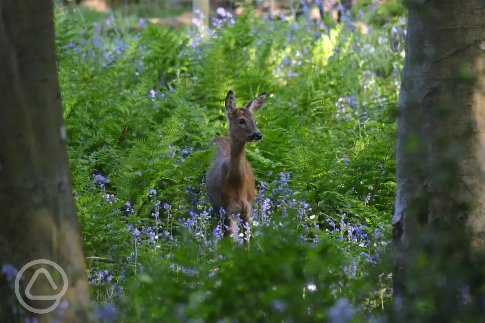 A fawn spotted on one of our woodland walks in the lovely bluebell woods