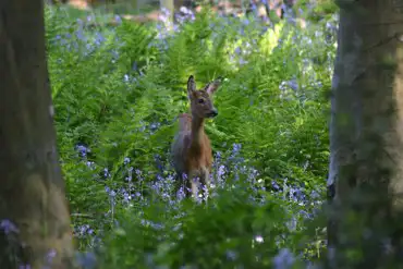 A fawn spotted on one of our woodland walks in the lovely bluebell woods
