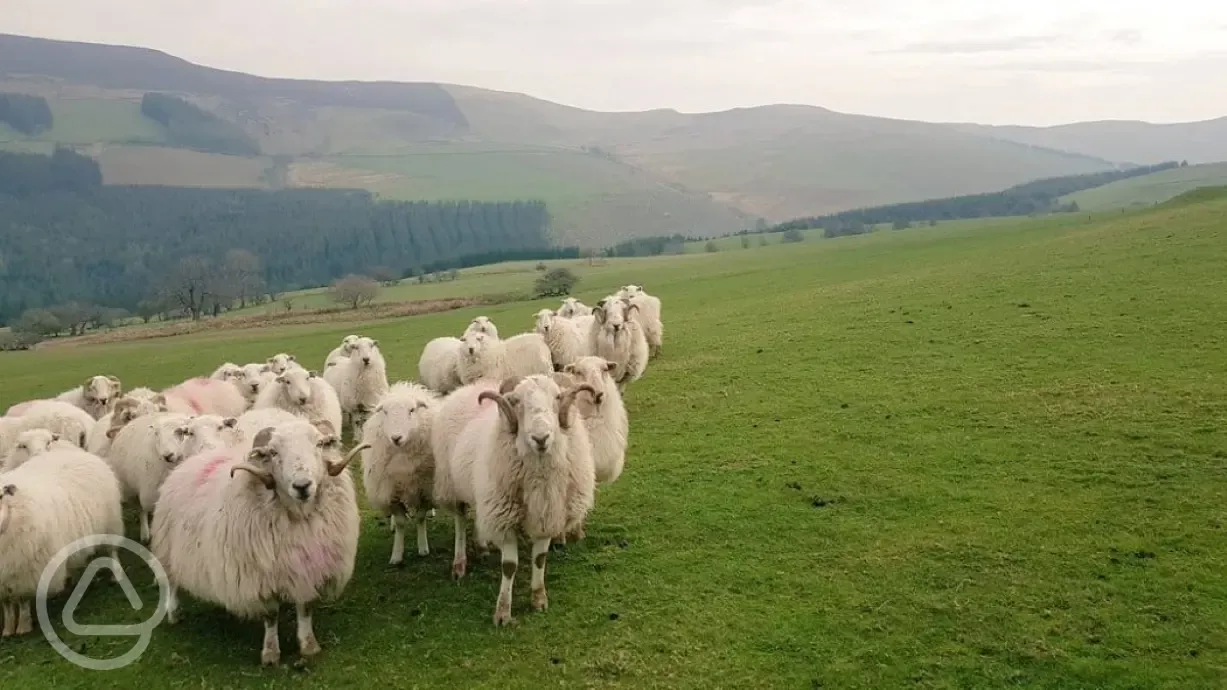 The friendly sheep