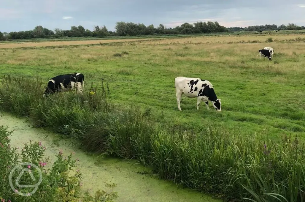 Cows by the river