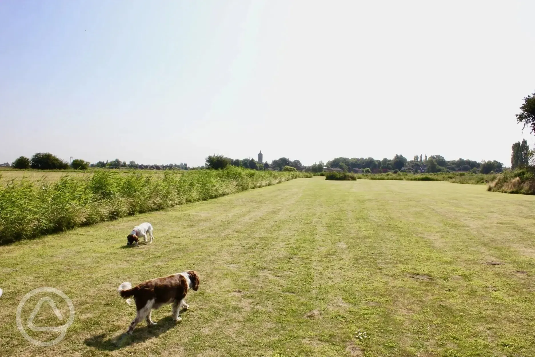 Dogs walking field