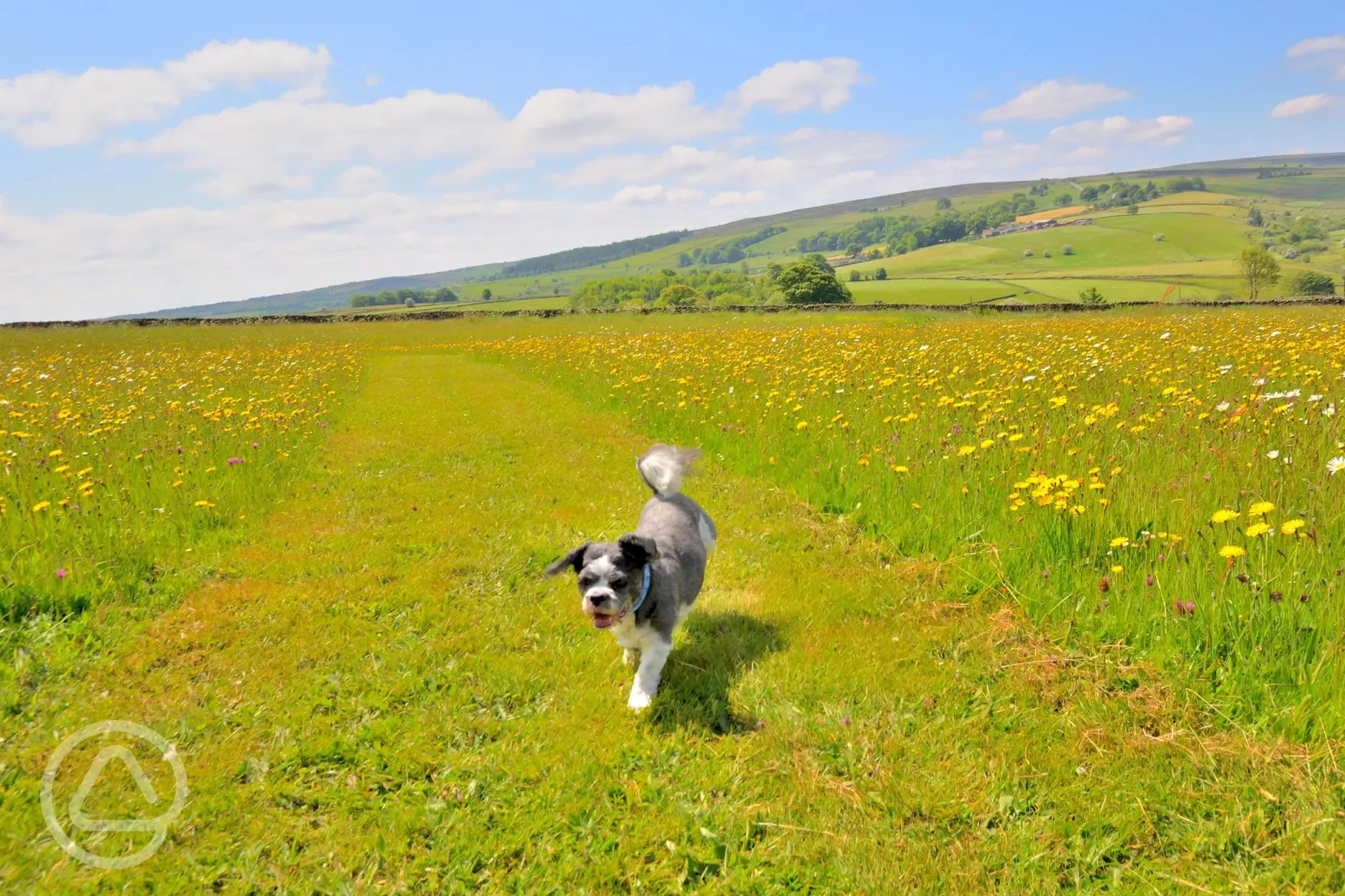 Four acre dog exercise field Four acre dog exercise field