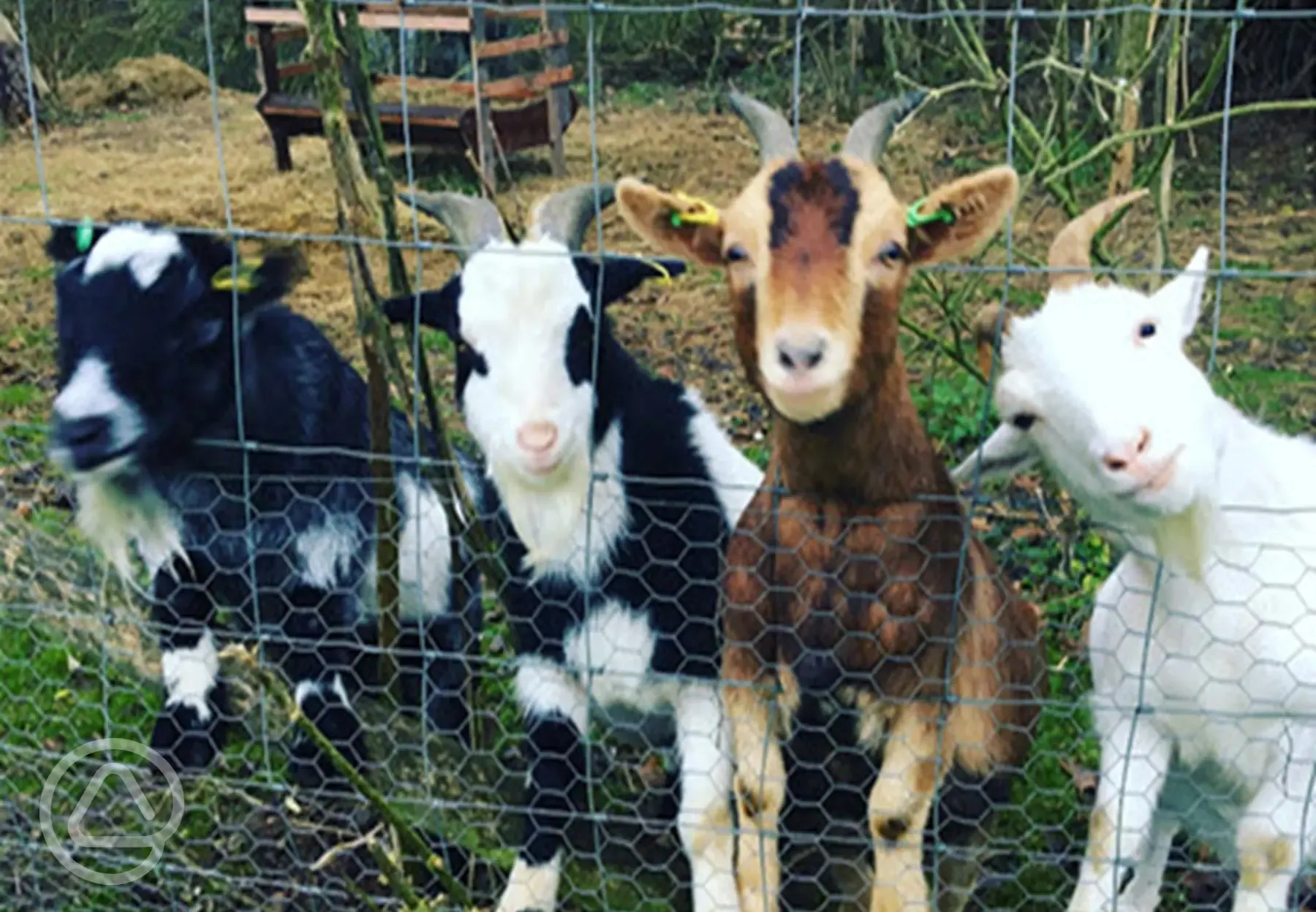 Meet the Pygmy Goats