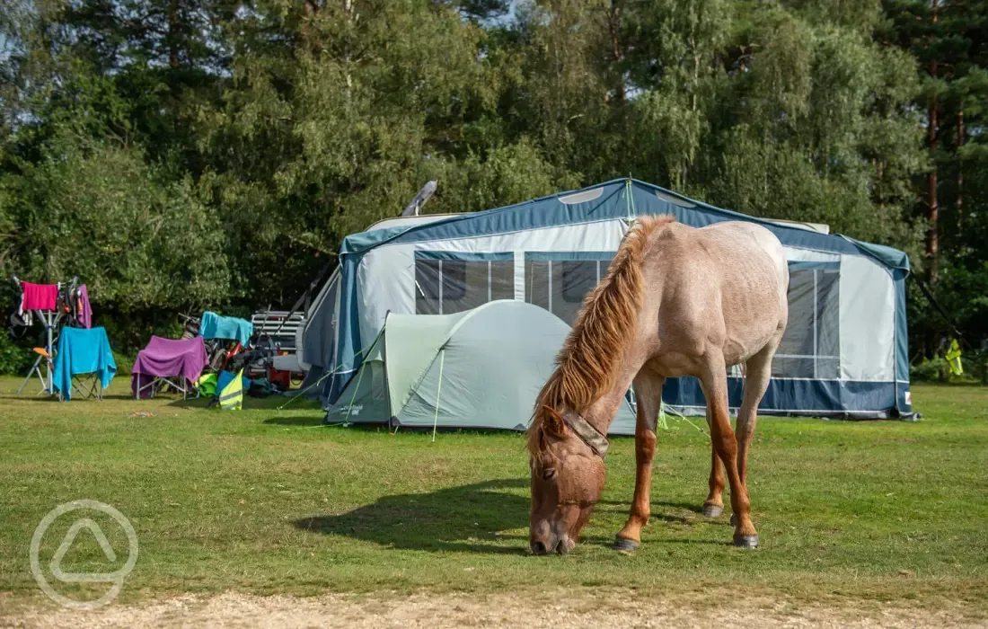 Ponies by the non electric grass pitches