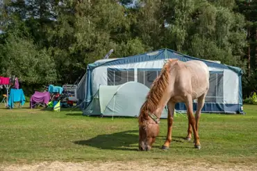 Ponies by the non electric grass pitches