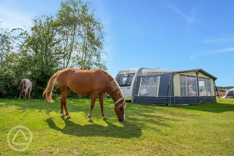 Ponies by the non electric grass pitches