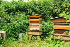 Bee hives Bee hives