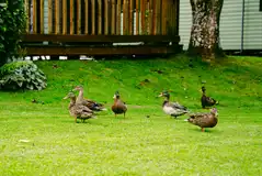 Ducks exploring the site Ducks exploring the site