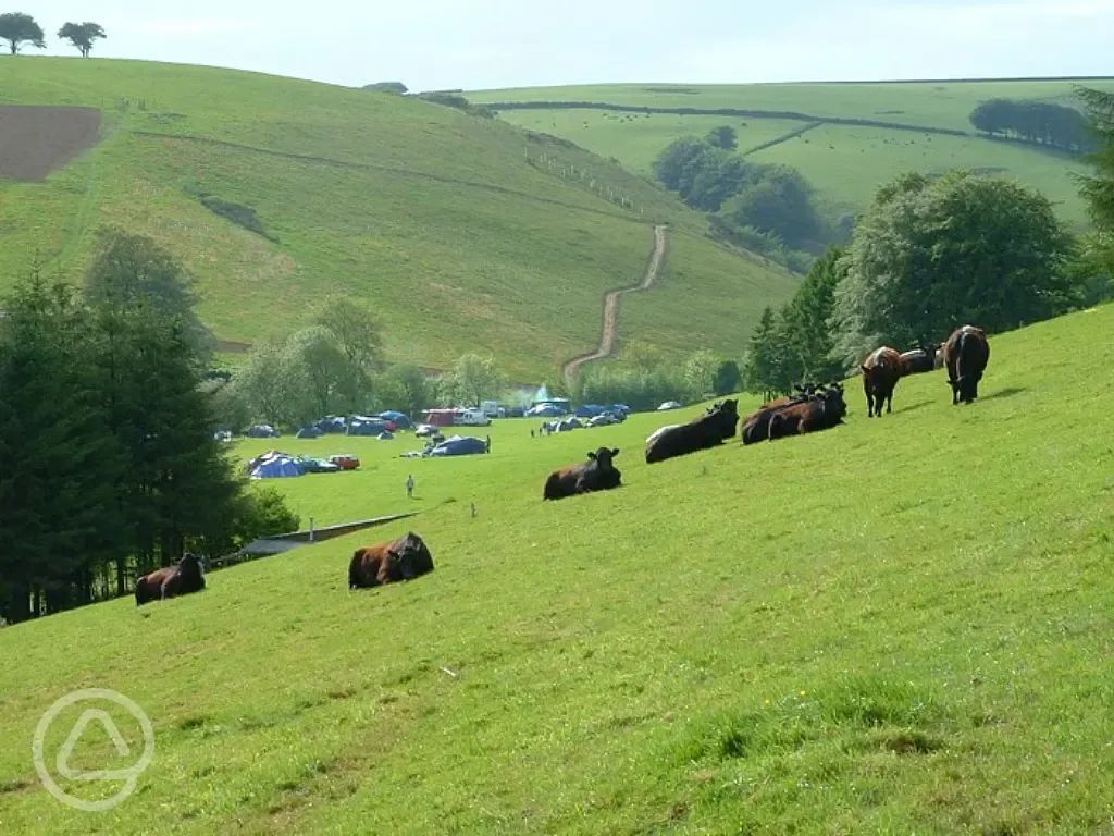 Cattle graze beside the tents