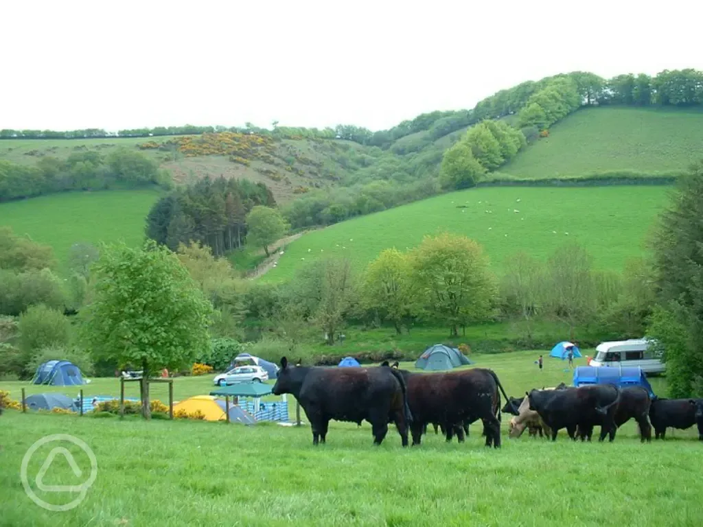 Cattle by the tents at Westermill Farm
