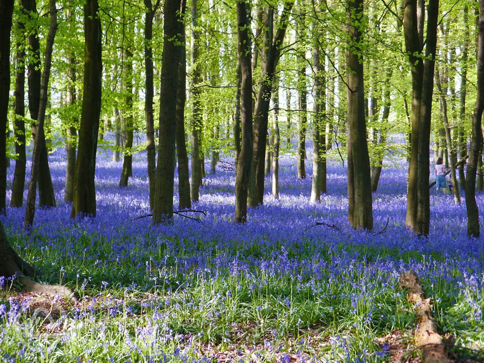 Bluebell walk and 8 achre of woodlands