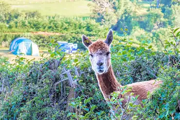 Onsite alpacas (farm walks and tractor rides available)