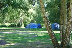 Non electric tent pitches in the woodland area