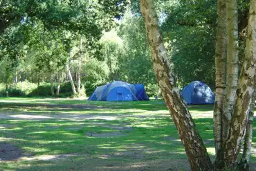 Non electric tent pitches in the woodland area