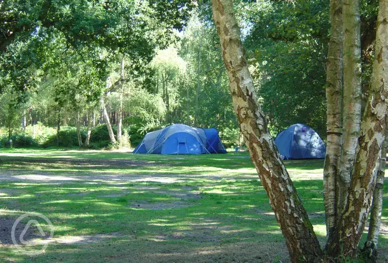 Non electric tent pitches in the woodland area