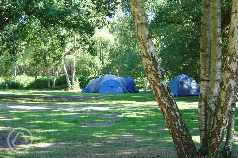 Non electric tent pitches in the woodland area