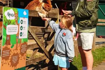 Wellington Country Park with an animal farm including alpacas