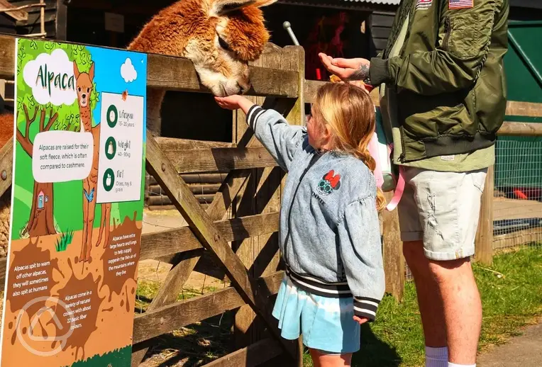 Wellington Country Park with an animal farm including alpacas