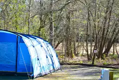 Electric woodland pitches with 16 amp hook ups