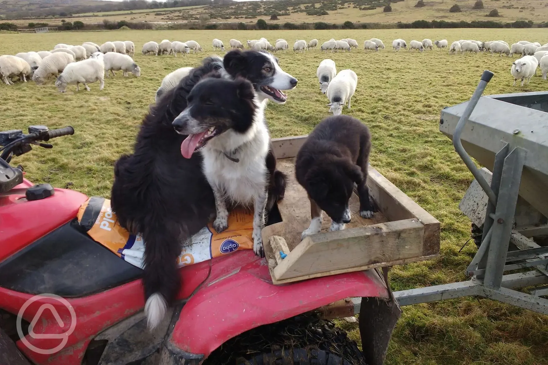 Sheep dogs and animals on the farm