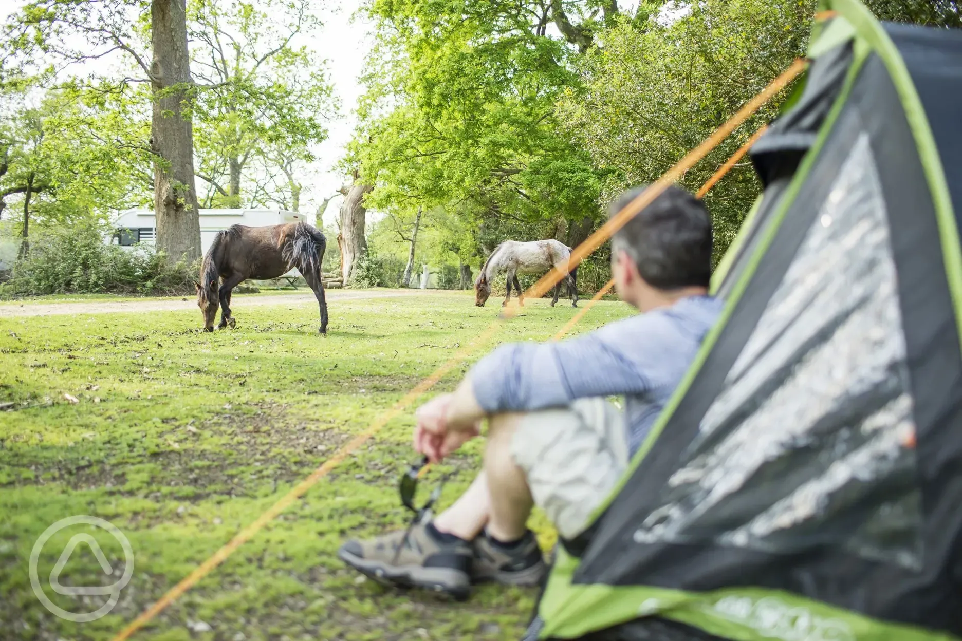 Visiting horses by the non electric grass pitches