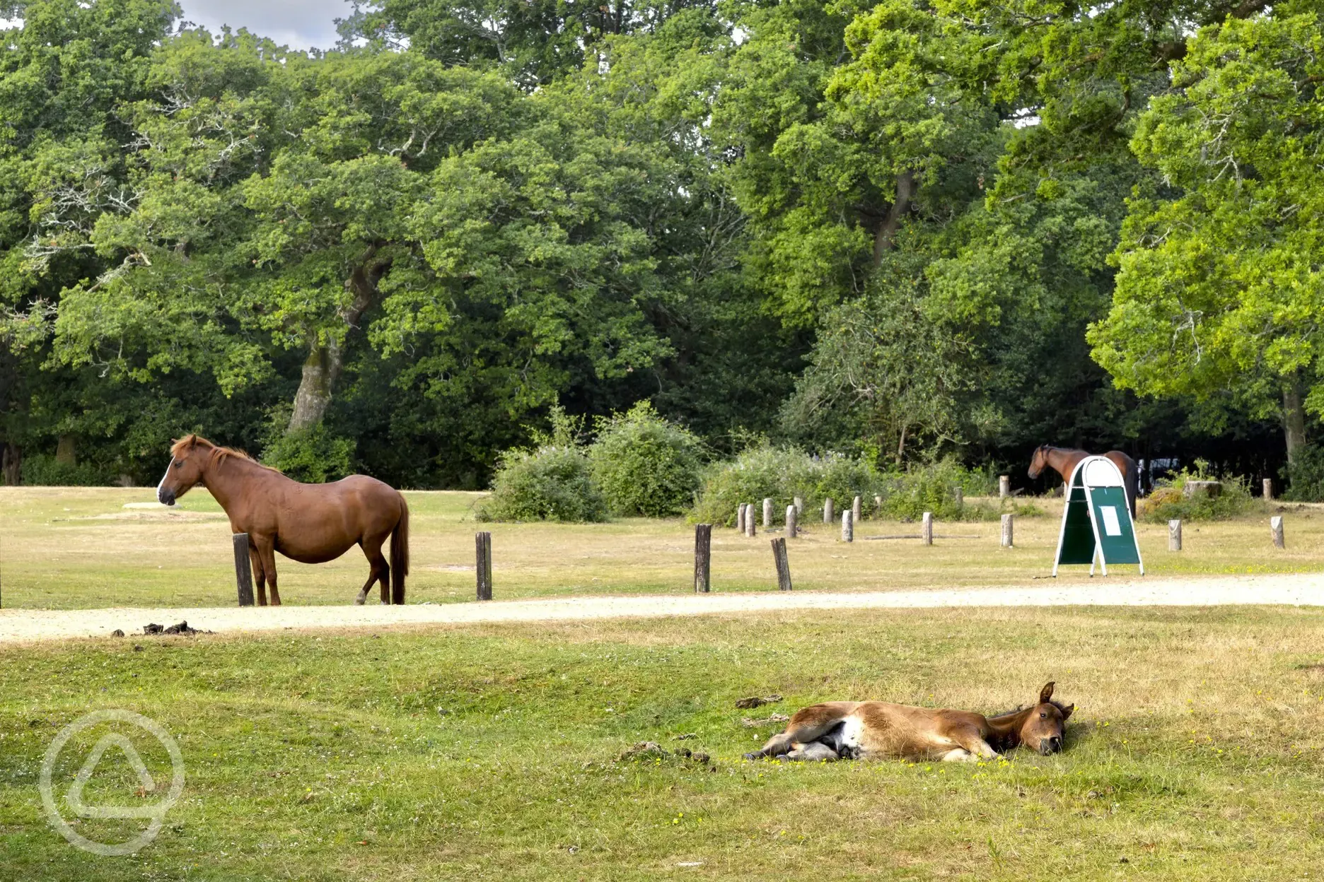 Wild ponies