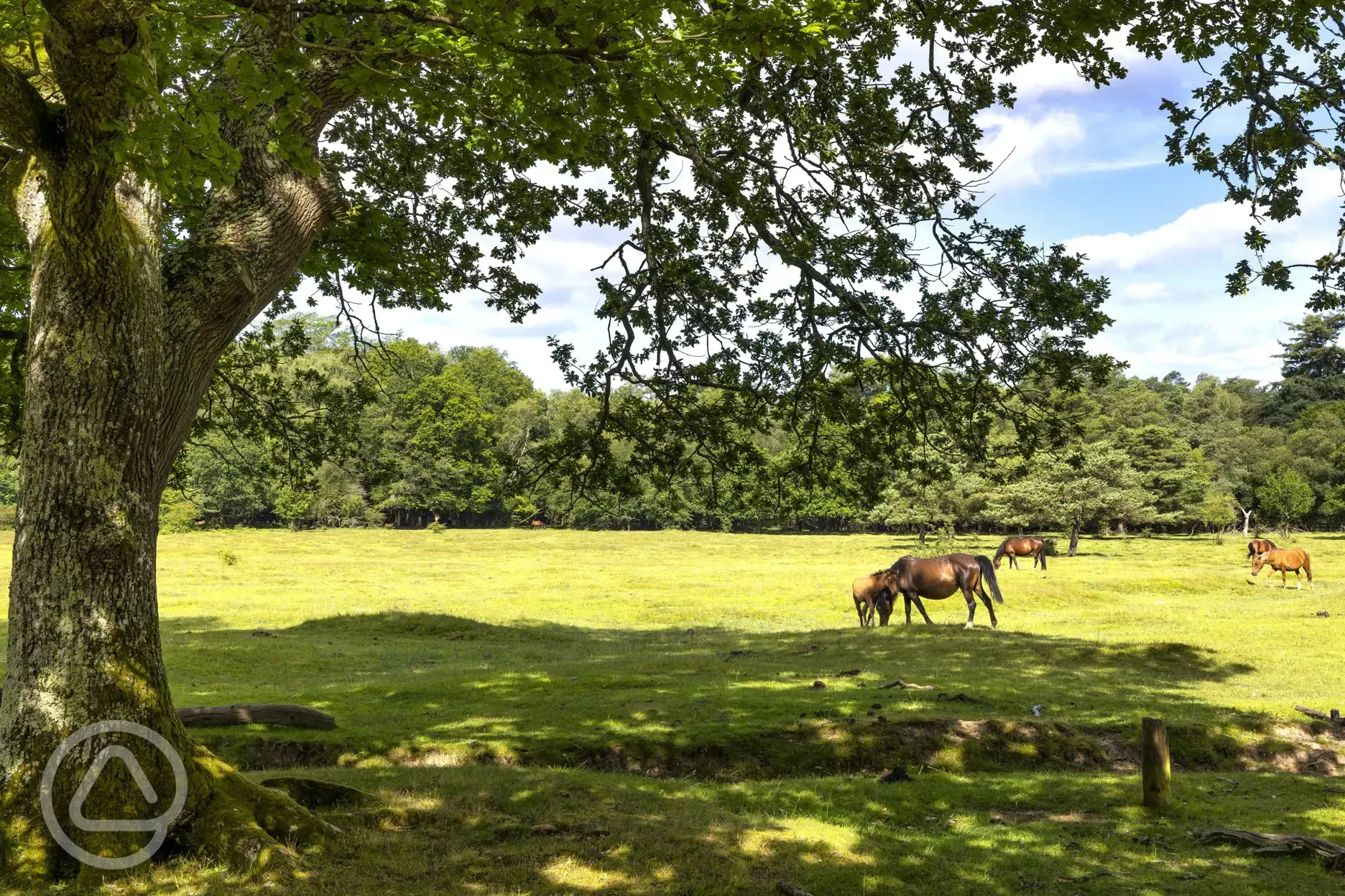 Wild ponies