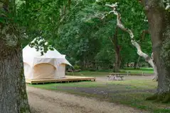 Bell tent surrounded by ancient woodlands