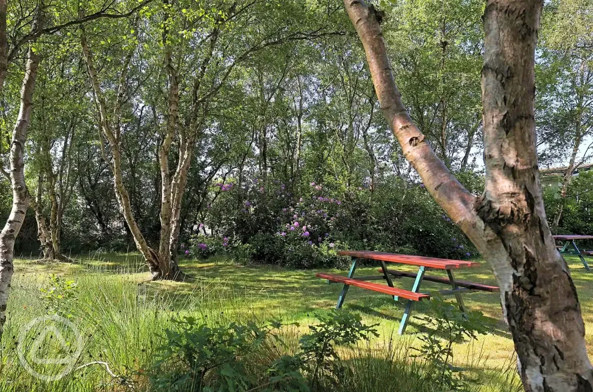 Picnic benches around site