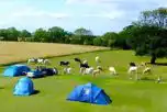 Non electric grass tent pitches overlooking the lake