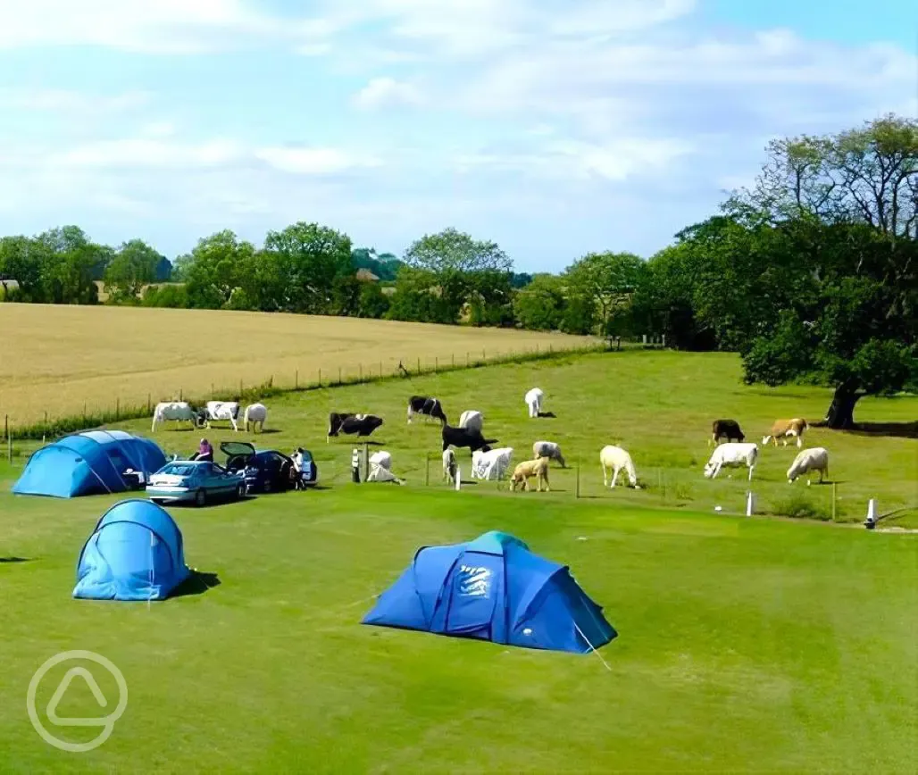 Non electric grass pitches