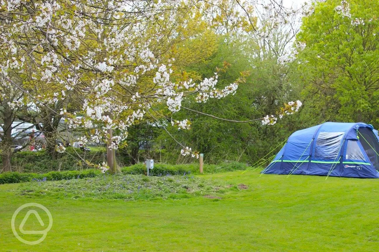 Electric grass pitches