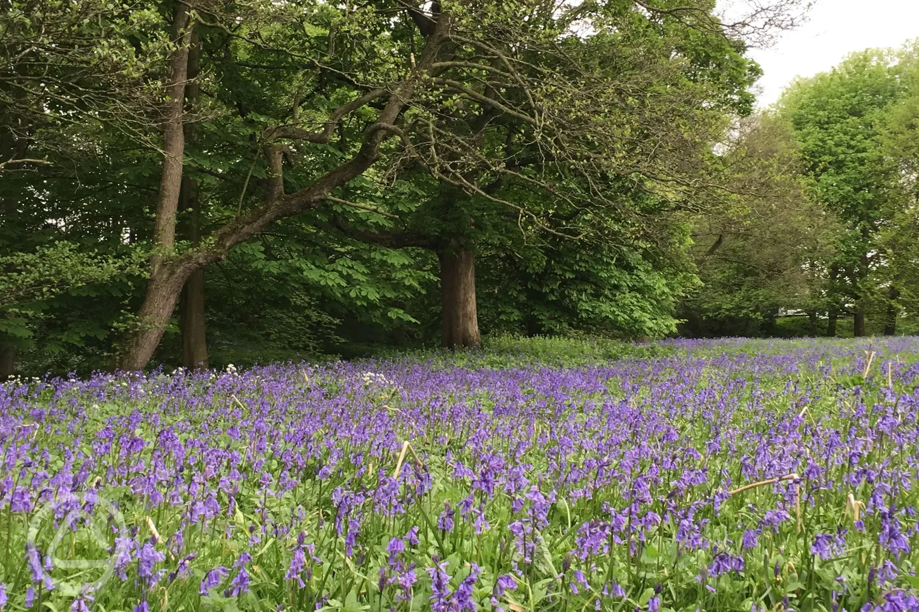 Bluebells