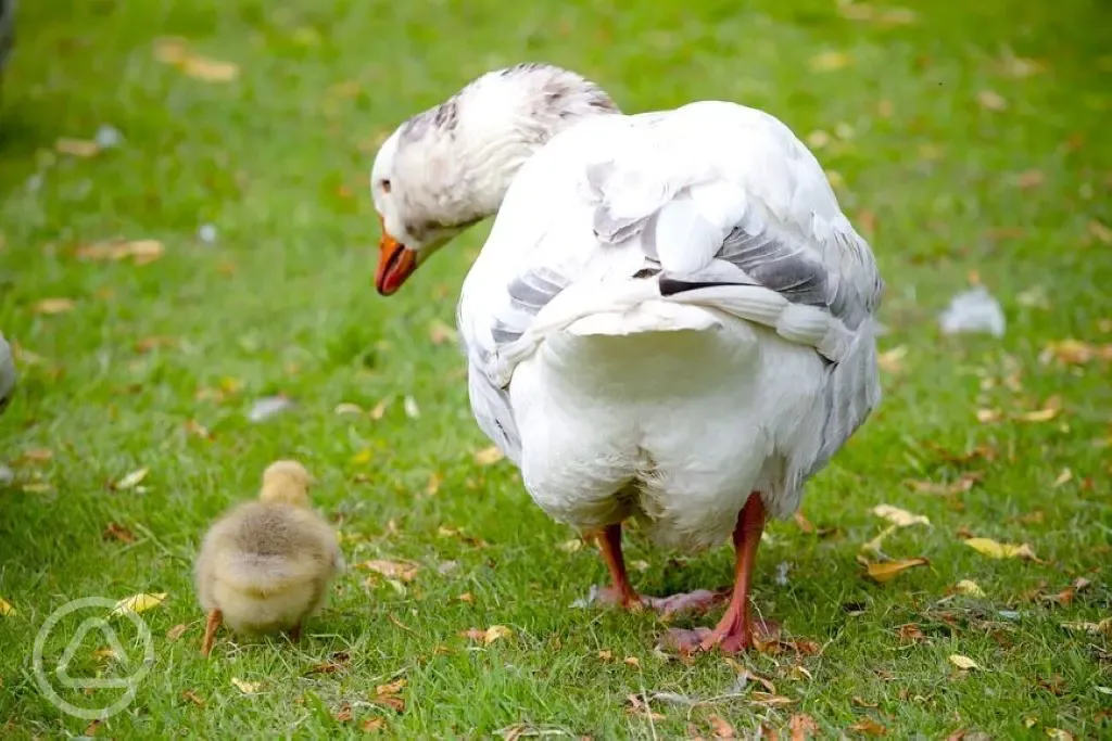 Onsite ducks