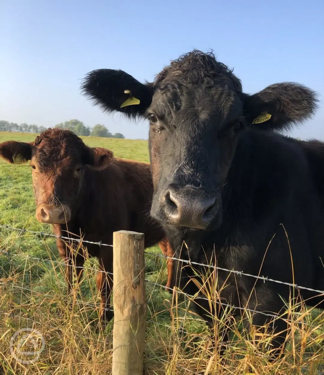 Onsite cows