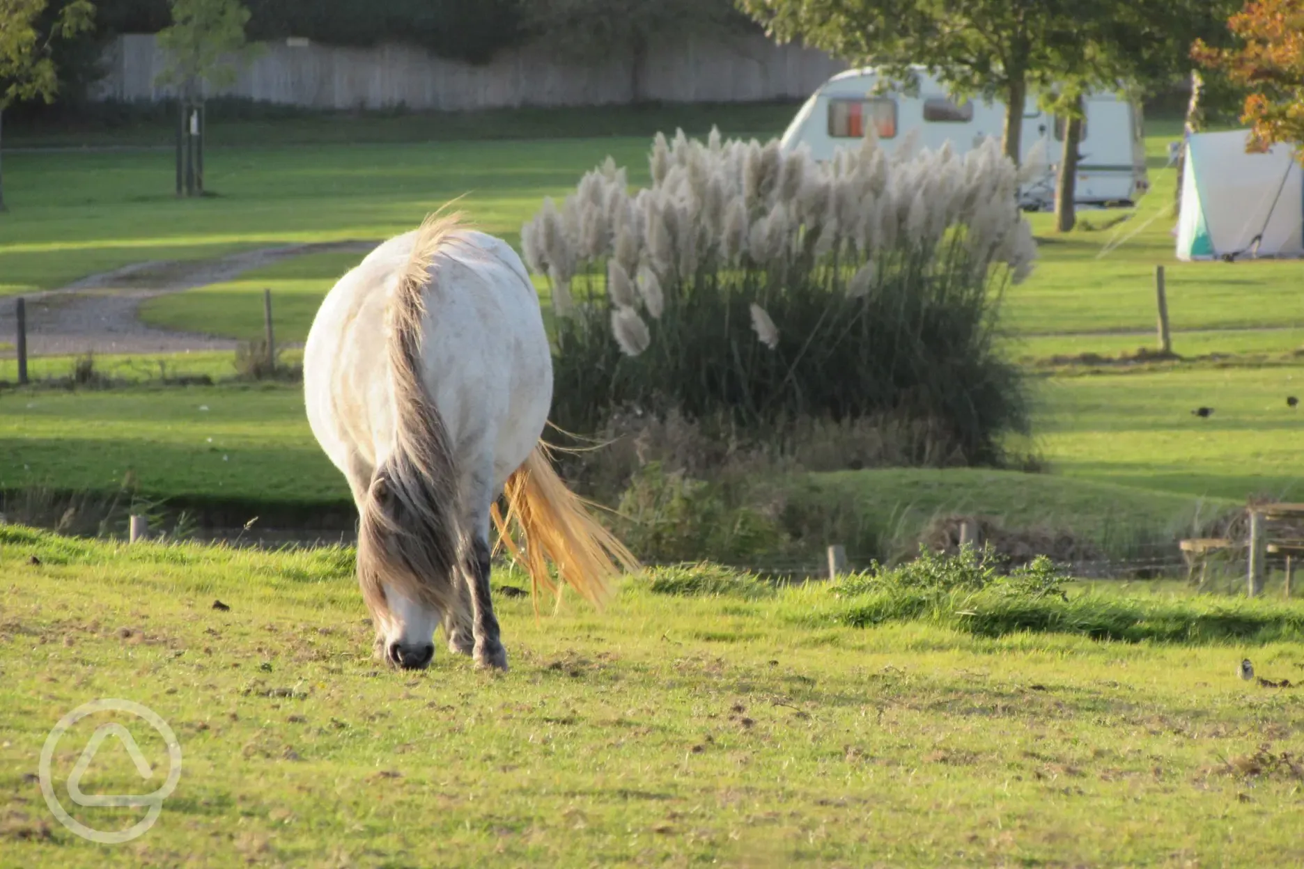 Fairfields Farm ponies with animal feed available