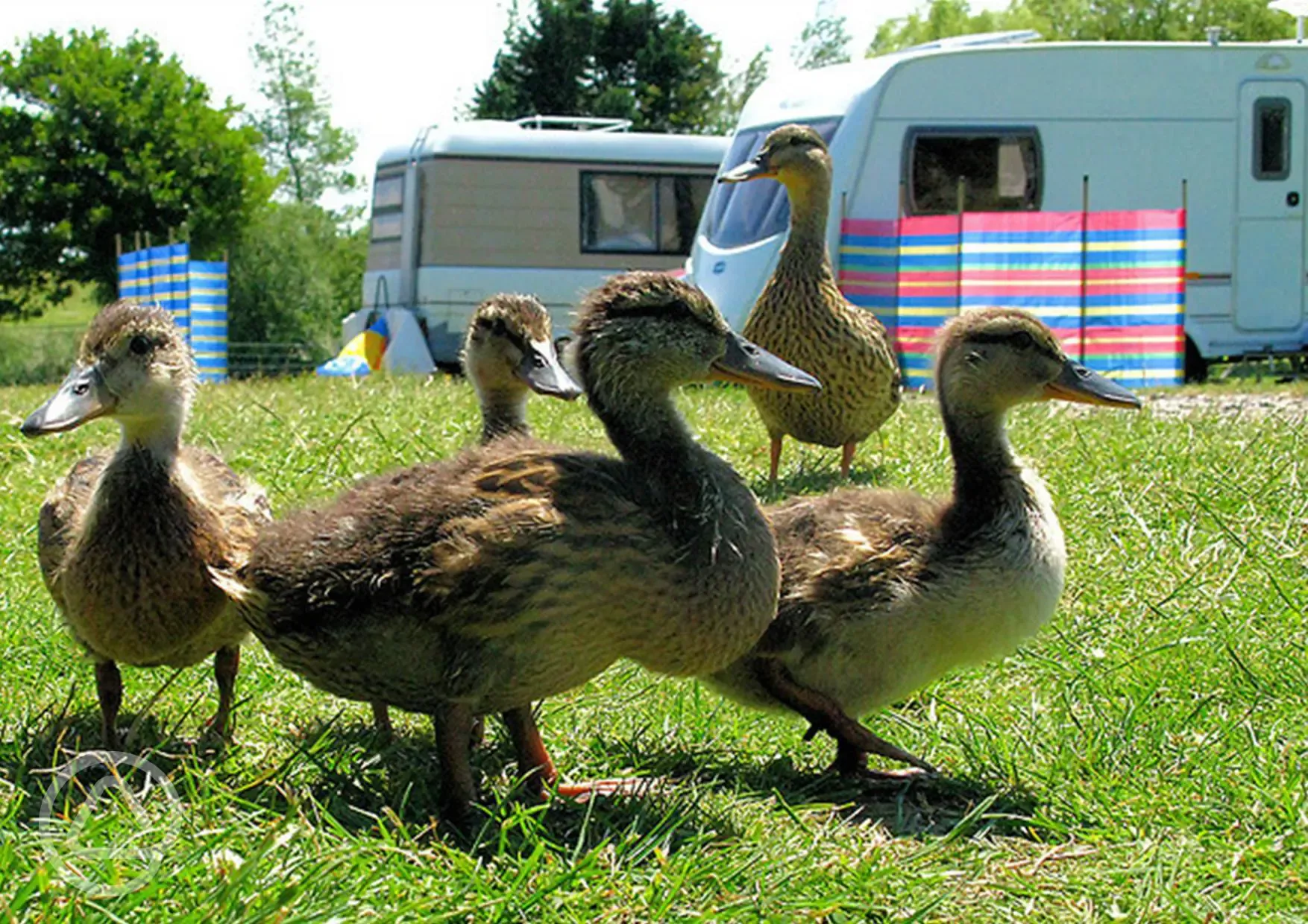 Ducks at Fairfields Farm