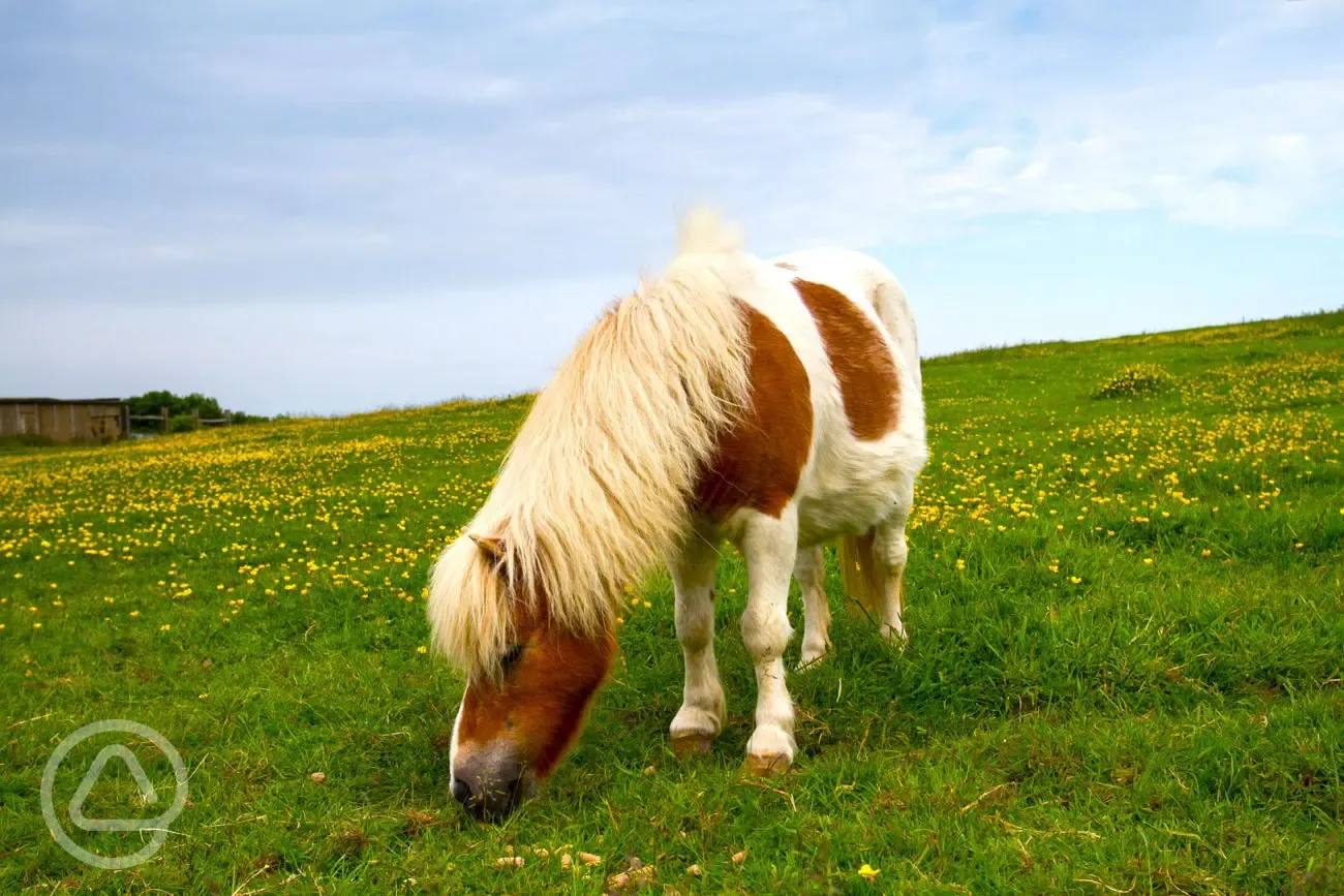 Fairfields Farm ponies with animal feed available