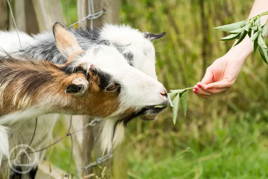 Onsite goats