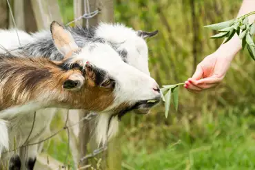 Onsite goats