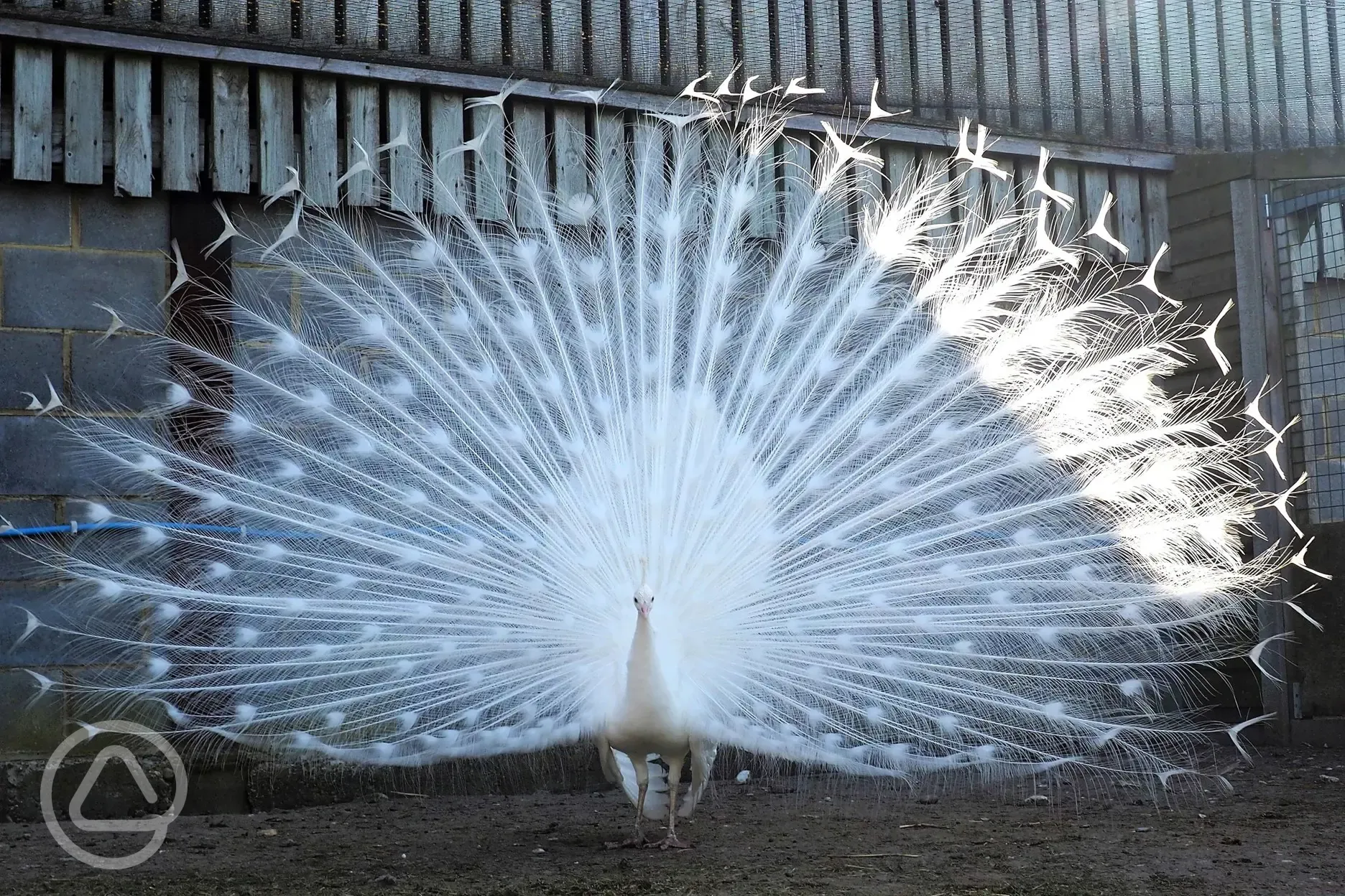 White peacock at Fairfields Farm