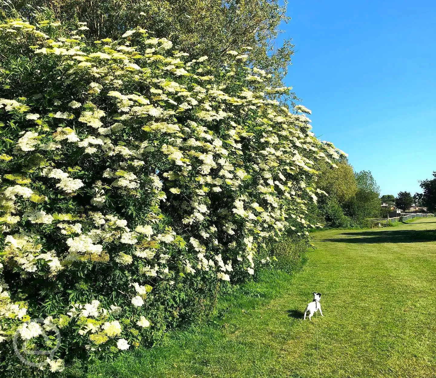 Dog walking field at Fairfields Farm
