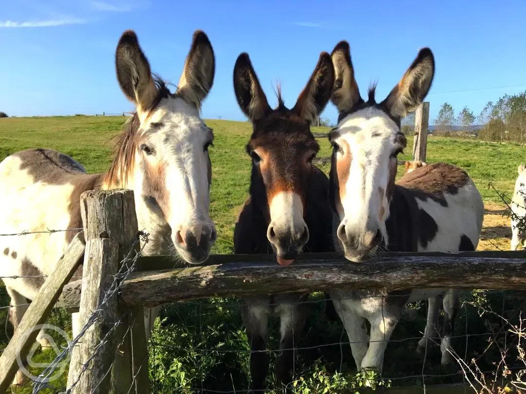 Fairfields Farm donkeys with animal feed available
