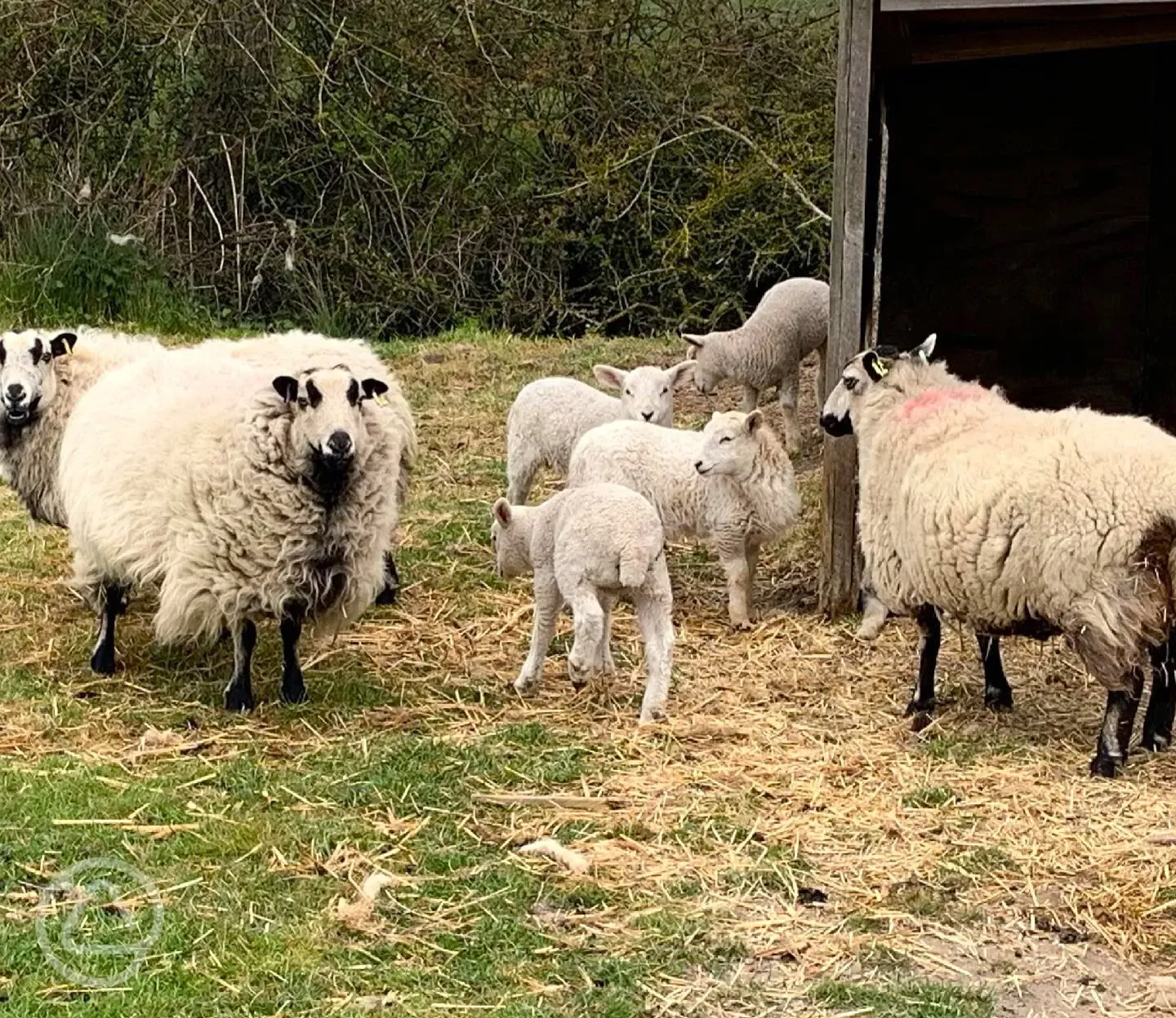 Sheep at Fairfields Farm