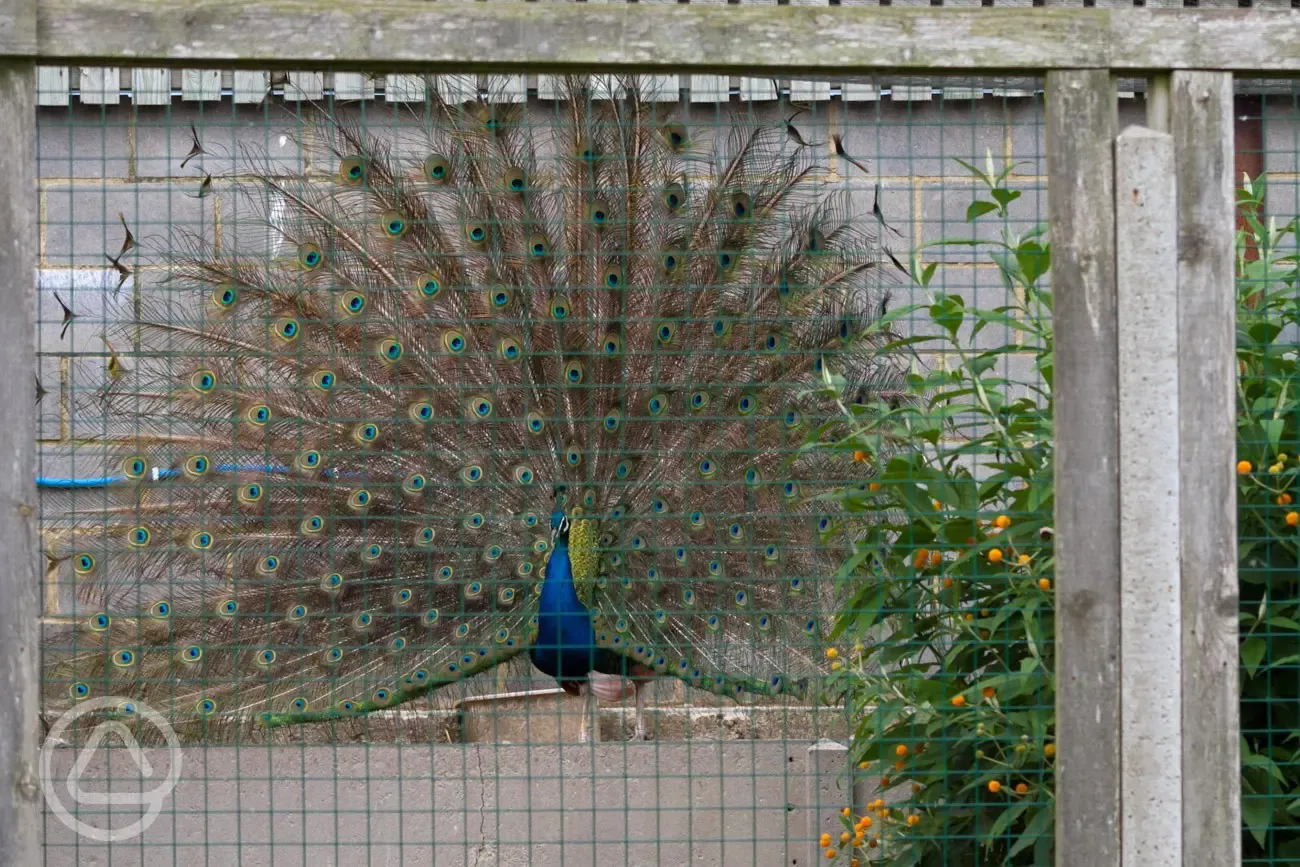 Peacock at Fairfields Farm