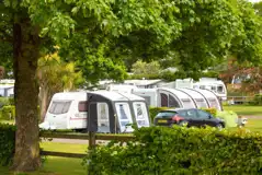 Electric grass camping pitches with trees amongst the pitches