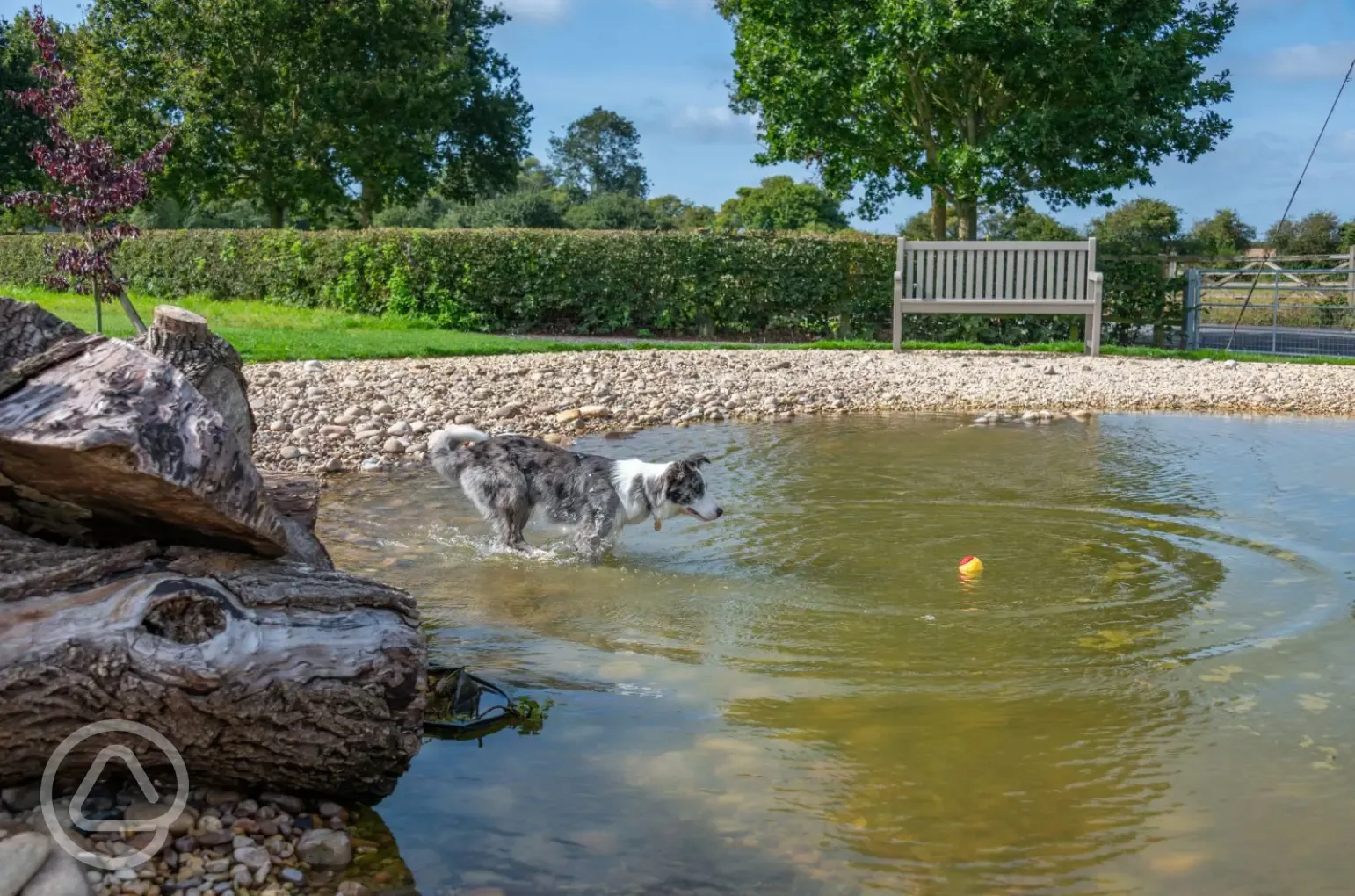 Dog exercise area with swimming pond