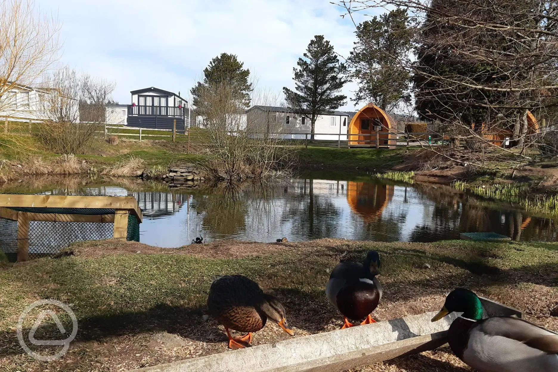 Ducks on Park